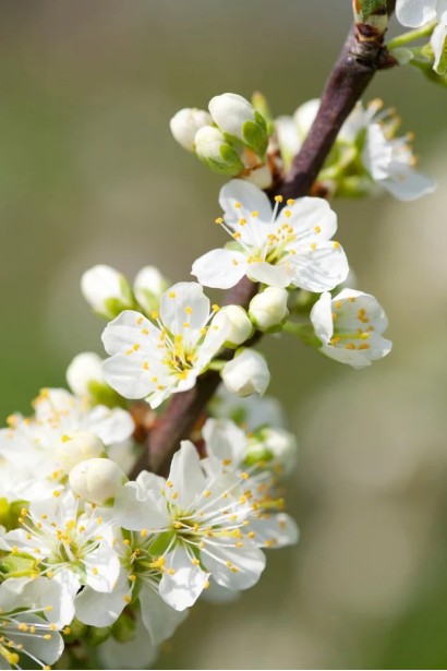 Prunus domestica ‘Royal Rouge’